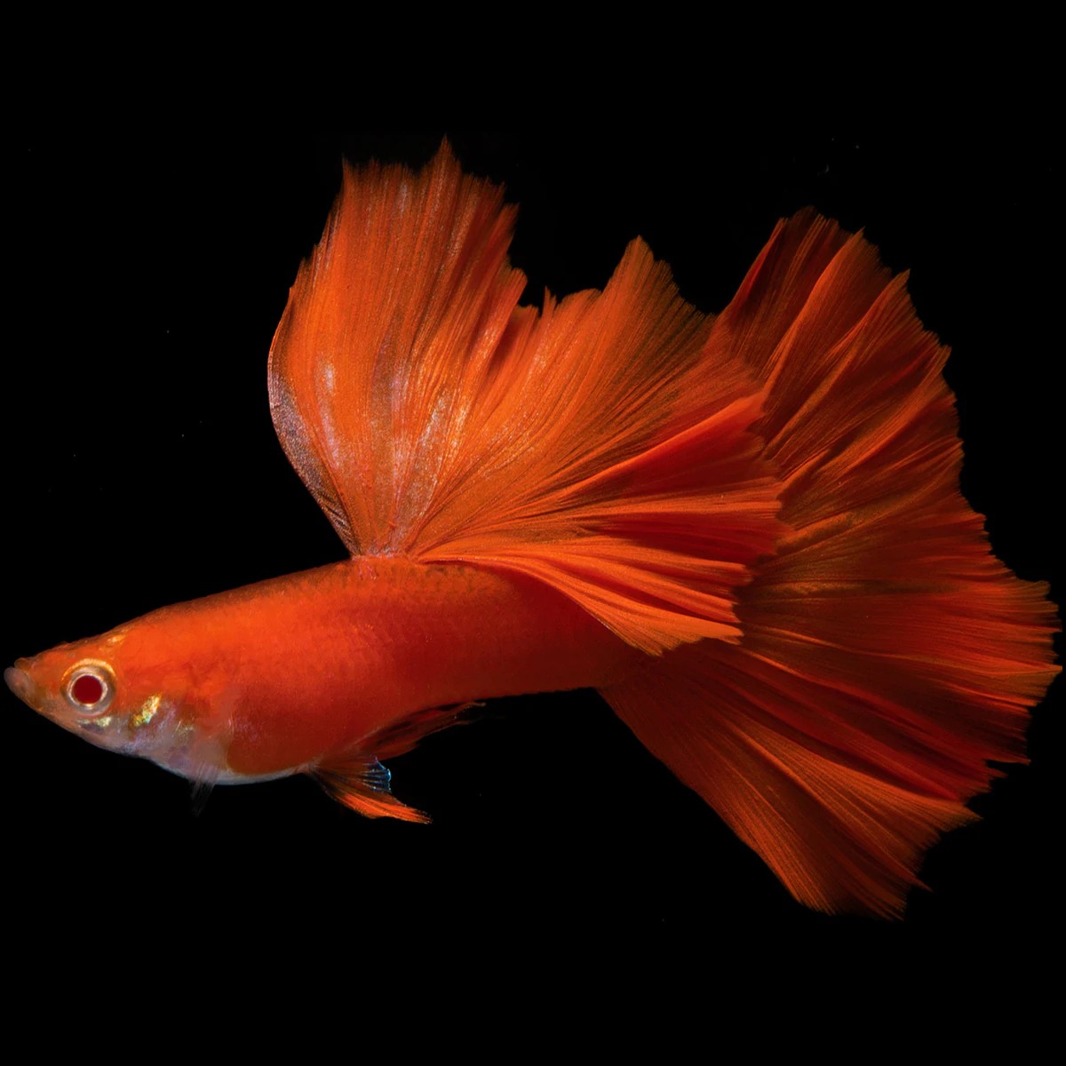 Guppy Premium